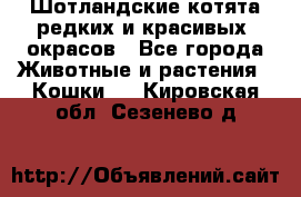 Шотландские котята редких и красивых  окрасов - Все города Животные и растения » Кошки   . Кировская обл.,Сезенево д.